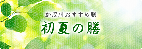 加茂川おすすめ膳 初夏の膳